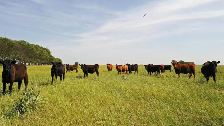 Alberti Ha Campo Agr Cola Ganadero Con Mejoras Agrofy