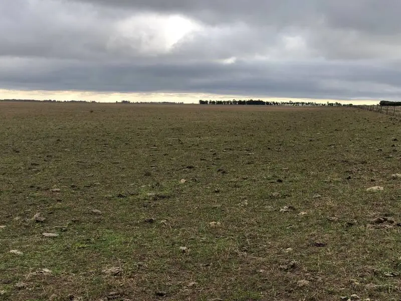 Campo Mixto En Venta 250 Hectareas En Stroeder Buenos Aires Agrofy