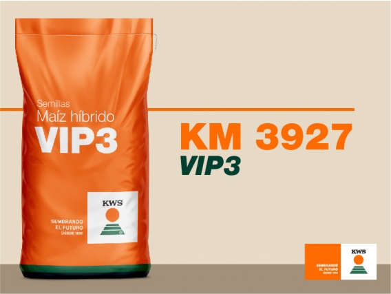 Maíz KM 3927 Viptera3 (VIP3) - KWS 
