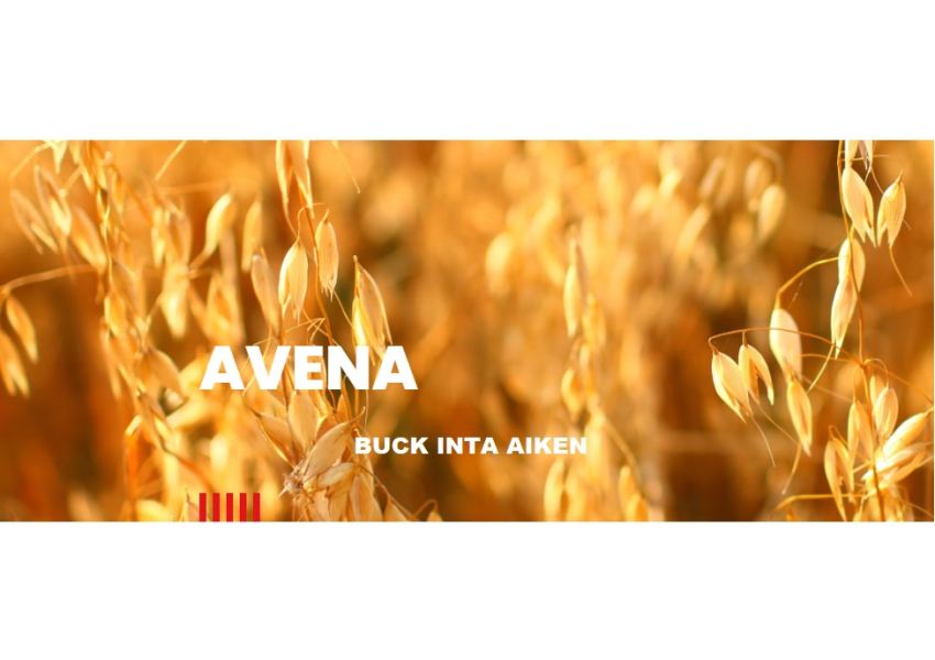 Semillas De Avena Buck Inta Aiken Fiscalizada X 800 Kg Agrofy