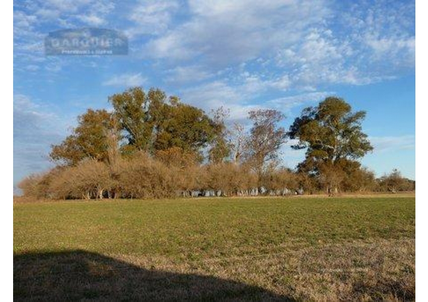 Campo En Venta. Lobos. Bs. Aires. 308 Has. Agricola | Agrofy