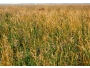 undefined - 3 undefined - 3
