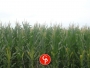 undefined undefined