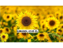 undefined undefined