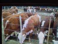 1248Ha Sur Guatrache 30Km Para 600 Vacas