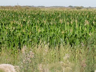 150Ha Mixto Mitad Agricola Mitad Ganadero