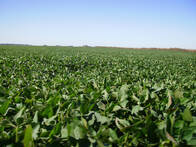 175Ha Agricolas Maiz Soja Girasol Trigo