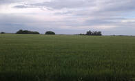 200 Has. Agricolas Sur De Rosario Vendo