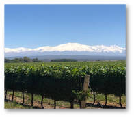 43,50 Has. Finca Con Viñedos Malbec En Ugarteche