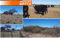 Campo Mixto en Venta 9748 Hectáreas Hucal Provincia de La Pampa
