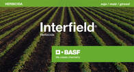 Herbicida Interfield Imazapir Imazetapir BASF