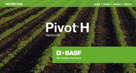 Herbicida Pivot H Imazetapir BASF