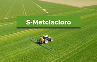 Herbicida S-metolacloro