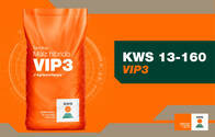 Semillas de Maíz KWS 13-160 VIP3