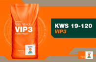 Semillas de Maíz KWS 19-120 VIP3
