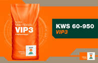 Semillas de Maiz KWS 60-950 VIP3
