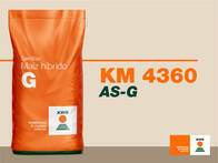 Semillas de Maíz KWS KM 4360 AS-G (TG Plus)