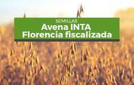 Semillas de Avena "Florencia INTA" 
