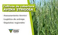 Semillas de Avena Strigosa Smart Campo