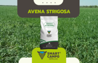 Avena Strigosa Smartcampo