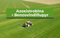 Fungicida Azoxistrobina +Benzovindiflupyr