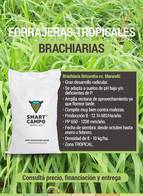 Brachiaria Brizantha Cv. Marandu Smart Campo