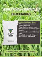 Brachiaria Humidícola Cv. Llanero Smart Campo