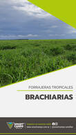Brachiaria Humidícola Cv. Llanero Smart Campo