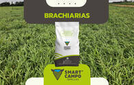 Brachiarias Smartcampo