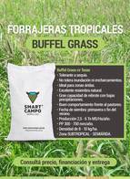Buffel Grass Smart Campo