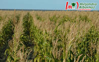 Campo en venta 1500 Has Costa De Rio Negro