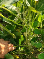 Campo Agrícola Córdoba