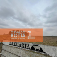 Campo Agrícola Ganadero En Venta, Bolivar, Buenos Aires