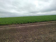 Campo Agricola 1400 Has Tostado Santa Fe