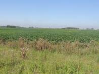 Campo De 120 Has A Tranquera Cerrada En Saladillo