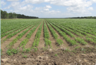  Campo en venta agrícola 482 has Al Norte De Louisiana, USA
