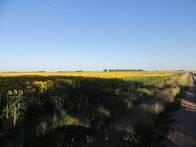 Campo De 70 Has Agrícola En Colonia Campo "gorch" - Saladillo