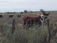 Campo ganadero en venta 6.400 hectáreas en 25 de Mayo, La Pampa
