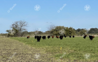 Campo En Venta 720 Has En Gral Madariaga