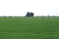 Campo Agrícolas En Venta 220 Hectáreas En Baradero, Buenos Aires
