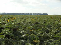 Campo En Venta En Energía. 150 Has. Agrícola.