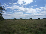 Campo en Venta para Forestación de 850 Hectáreas en San Miguel, Corrientes. 