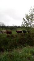 Campo Mixto De 250 Ha En Saladillo