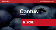Fungicida Cantus® Boscalid - BASF