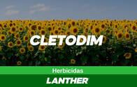 Herbicida Cletodim - Lanther Quimica