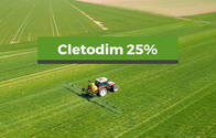 Herbicida Cletodim 25%