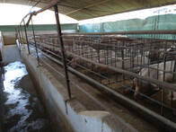 Criadero De Cerdos Intensivo En Alquiler En La Plata