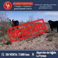 Campo Ganadero En Venta 7.500 Hectáreas, Algarrobo Del Aguila, La Pampa.-