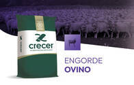 Engorde Ovino Crecer