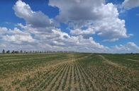 Excelente Campo Agrícola Nogoya